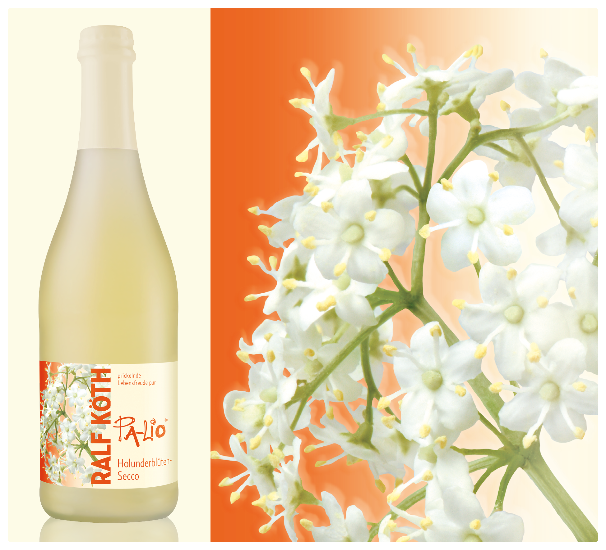 Holunderblüten - Secco